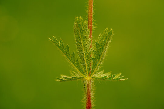Close-up of a Potentilla argentea leaf and stem with fine hairs against a blurred green background