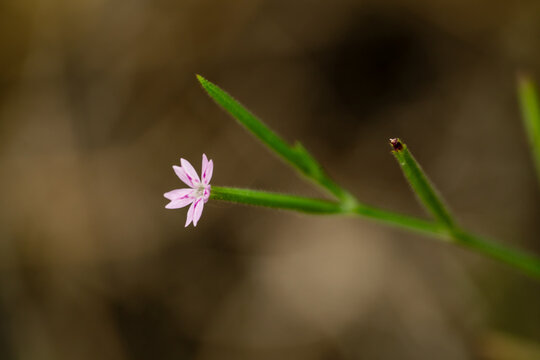 A small pink flower blooms on a thin green stem with a blurred background