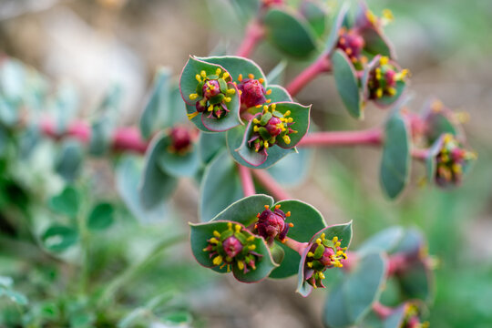 Macro photograph of blooming Euphorbia spurge plant featuring vivid pink stems and unique blue green leaves