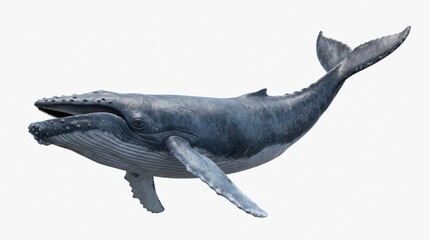  Whale Isolated on white © Jareer