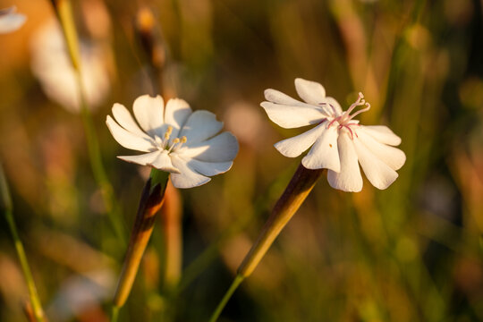 Two white field flowers in the sunset light, silene nutans, nodding catchfly