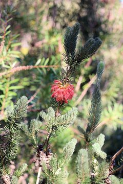 One-sided Bottlebrush (Calothamnus quadrifidus) in flower, South Australia
