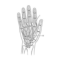 Naklejka premium Anatomy diagram of human hand muscles and tendons for surgical and medical reference.