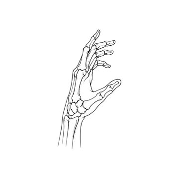 Anatomical illustration of human hand bones in sketch style, showing detailed skeletal structure.