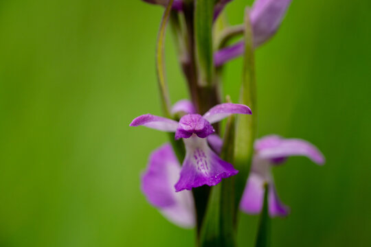 Close up of a magenta purple Dactylorhiza umbrosa orchid blooming against a blurred green natural background