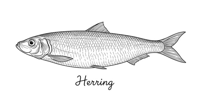 Detailed black and white engraving style illustration of a herring fish with its name written below for culinary and nature use cases.