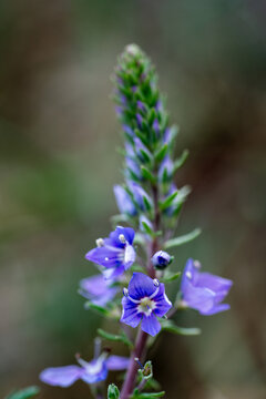 Close up view of blue purple Veronica multifida speedwell wildflower blooming outdoors in spring