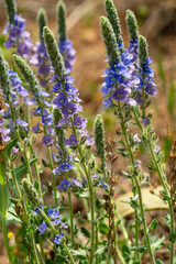 Obraz premium Close up of blooming blue Veronica pectinata var pectinata flowers in a natural garden setting
