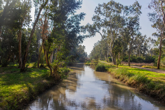 Scenic Nahal Naaman Stream Surrounded by Eucalyptus Trees in Northern Israel
