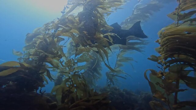 Giant black seabass hovering in shallow kelp.