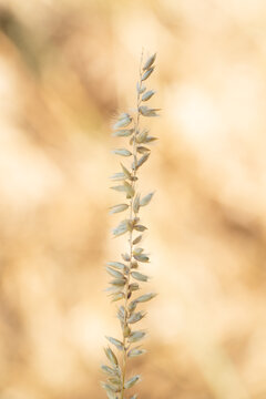 Close up of a Melica penicillaris grass stem with seed spikelets against a blurred golden background