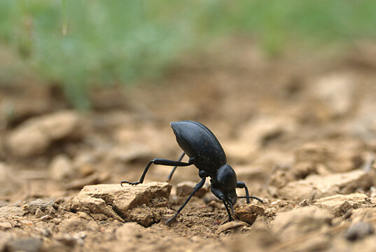 Stink bug in warning position.