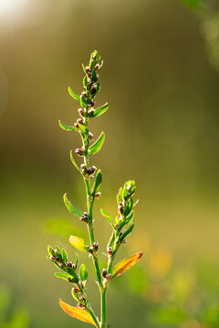 A close-up shot of Polygonum arenastrum bathed in sunlight outdoors