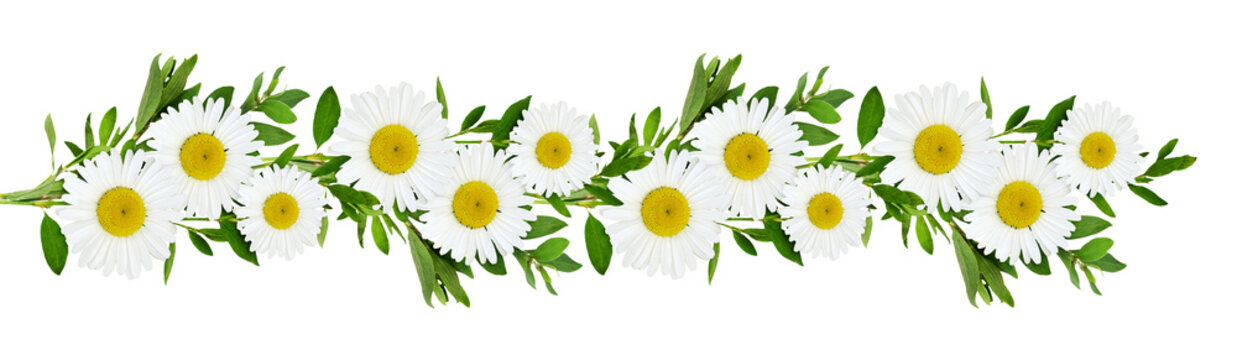Daisy flowers and green grass in a line floral loopable pattern isolated on white or transparent background