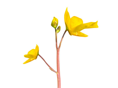 Utricularia bifida or bladderwort plant with flower and buds isolated on a white background