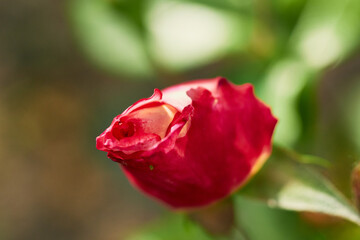 Fototapeta premium Close-up of a beautiful red rosebud in soft sunlight with bokeh background