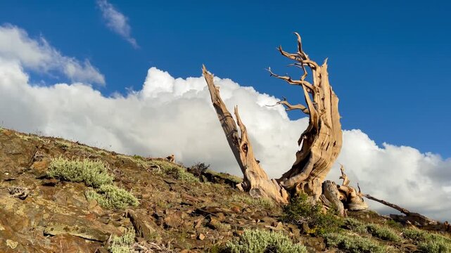 Ancient Bristlecone pine tree with cumulonimbus clouds slowly moving the background.