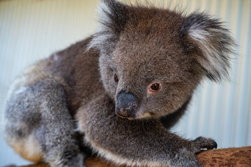 koala © Stefan