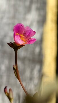 Flor Onze horas