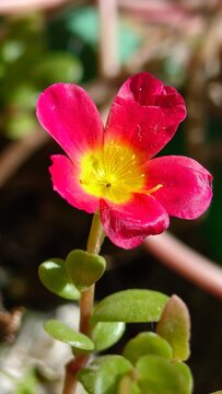Flor Onze horas larga