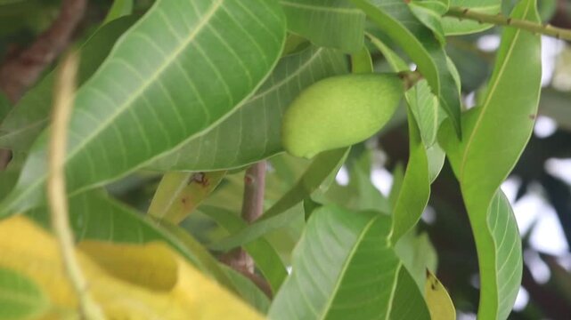 Mango tree 4K video, lush tropical mango tree with vibrant green leaves and ripe mango fruits in a natural orchard, peaceful agricultural landscape in ultra HD