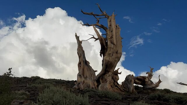 An ancient Bristlecone pine tree on top of hill with puffy cumulus clouds passing in the sky. Going from shadow, to illuminated, and back to shadow. 