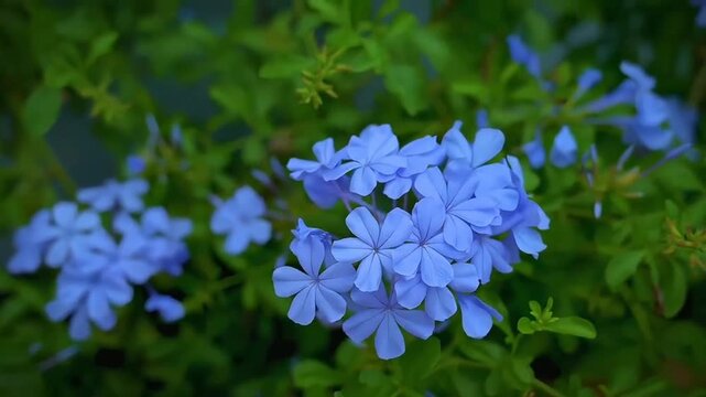 Beautiful blue flowers blowing in the wind in a sunny garden
