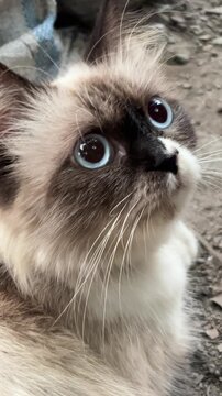 Adorable Close-Up of a Fluffy Ragdoll Cat with Big Blue Eyes Looking Up