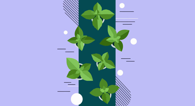 Flat vector illustration of fresh green basil leaves on geometric background