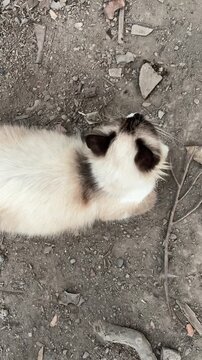 High-angle view of a fluffy seal point cat walking on dry dirt ground.