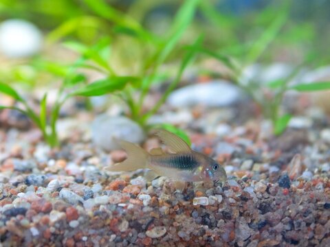 Bronze Corydoras Catfish Resting on Gravel in a Planted Freshwater Aquarium