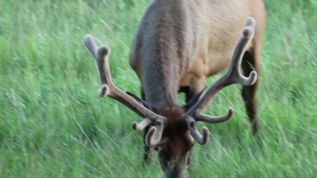 Bull elk chewing grass. Very close-up view of a majestic wild animal.