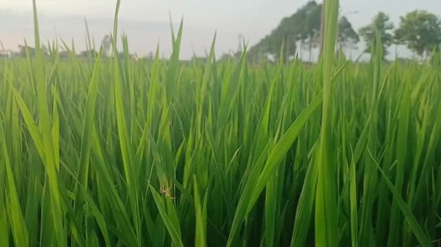 Close Up of Spider Spinning Web on Green Rice Plants