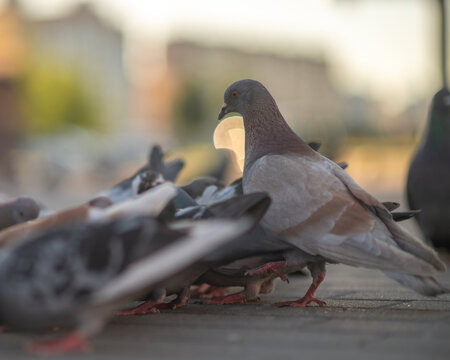 Flock of urban pigeons feeding on grain in a city park. Close-up photo of a grey dove on the pavement at sunset.