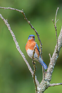 Adult male eastern bluebird