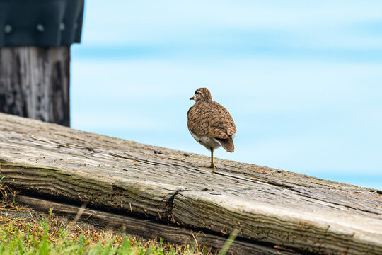 Spotted sandpiper