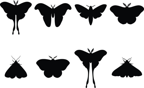 Collection of moth silhouettes and butterfly wing shapes isolated on a white background for nature inspired design and graphic projects