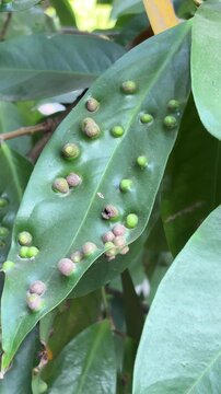 Close-up of green leaf with insect galls and abnormal growths