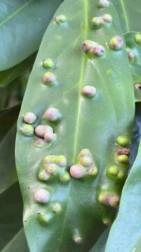 Macro view of green leaf with parasitic plant galls