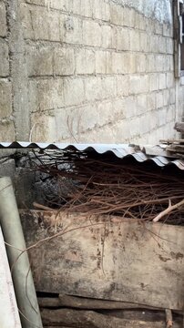 Dry twigs stored under corrugated metal against a weathered cinder block wall