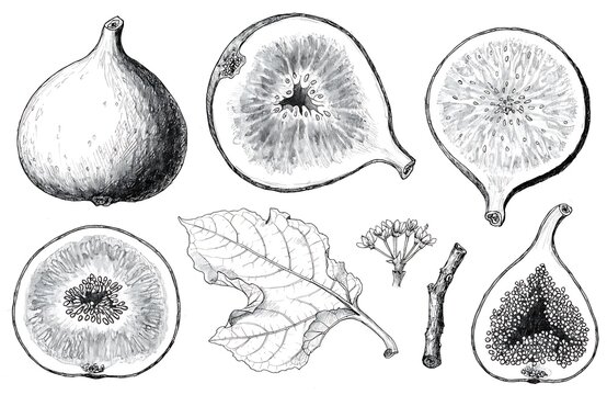 Botanical illustration of fig fruit with cross sections and leaves