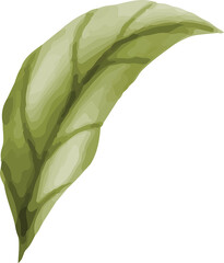 Botanical Foliage Element © dheodonnya