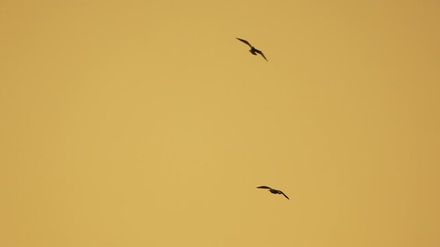 Seagulls silhouettes sunset sky flying soaring golden orange twilight background peaceful nature wildlife Vertical video