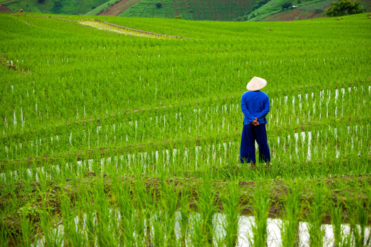 Farmer wearing a conical hat standing in a green rice paddy field, surveying agriculture, crop growth, rural landscape, cultivation, and farming across vibrant terraced hills