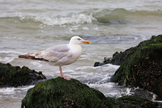 A seagull is standing on a rock with seaweed. Selective focus.