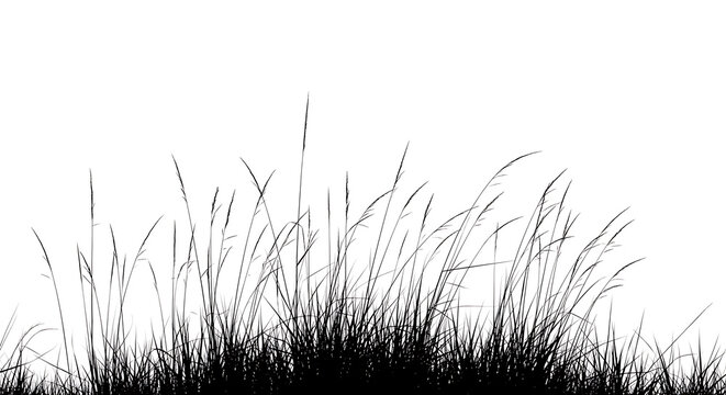 Black silhouette of wild grass blades and weeds