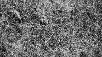 Obraz premium Black and white abstract Background
