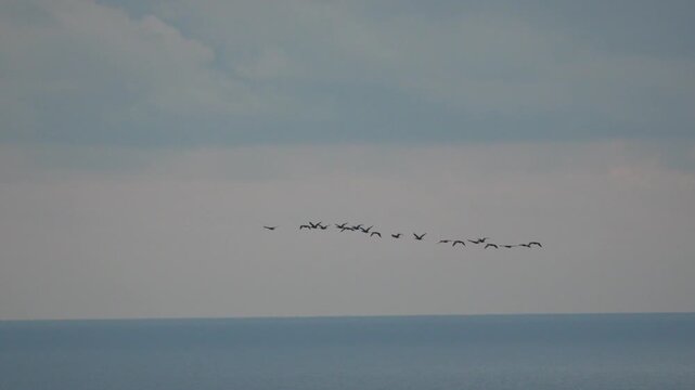 Birds flying ocean horizon under cloudy sky, migratory flock soaring over blue water, representing freedom and travel