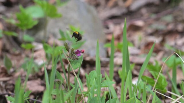 bumblebee pollinating a flower in slow motion