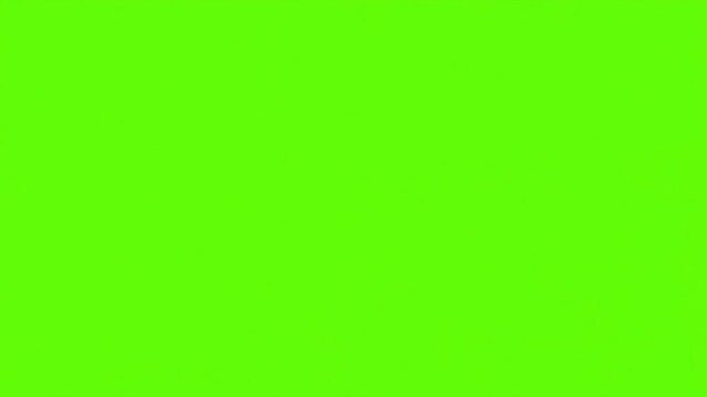 Vector Cartoon Fox Peeking Up on Green Screen Chroma Key Background Loop
